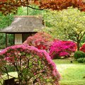 Японский сад  