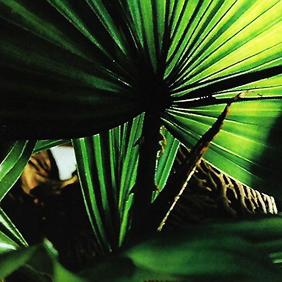 Пальмовые и тутовые комнатные растения